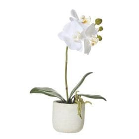 HSF- White Orchid Plant