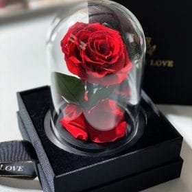 HSF-Everlasting Red Rose